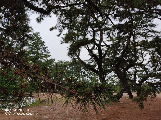 Redmi Note 5 Pro Portrait Mode Test: True to its Claims?